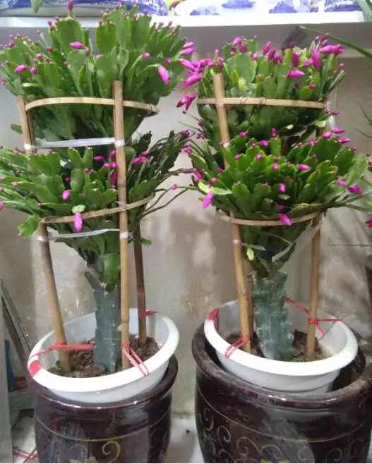 吉祥綠植添喜氣，如意花卉送實惠——綠蘿盆景與托盤組合大讓利